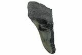 Partial Fossil Megalodon Tooth - South Carolina #268628-1